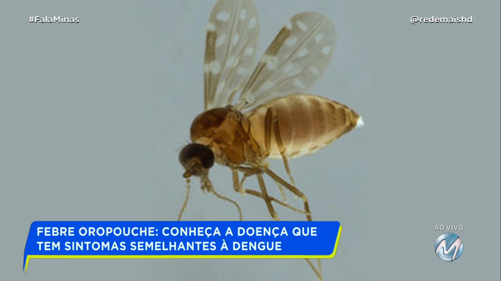 FEBRE OROPOUCHE: CONHEÇA A DOENÇA QUE TEM SINTOMAS SEMELHANTES À DENGUE