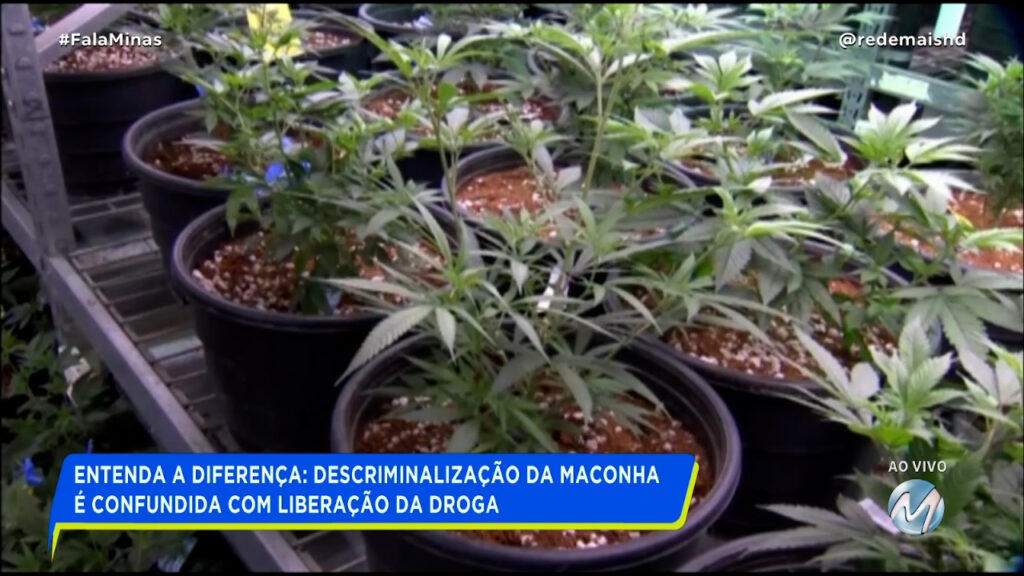 ENTENDA A DIFERENÇA: DESCRIMINALIZAÇÃO DA MACONHA É CONFUNDIDA COM LIBERAÇÃO DA DROGA