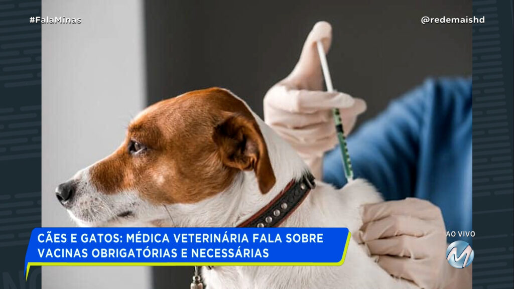 SAÚDE ANIMAL: POR QUE É TÃO IMPORTANTE MANTER A VACINAÇÃO DO SEU PET EM DIA?