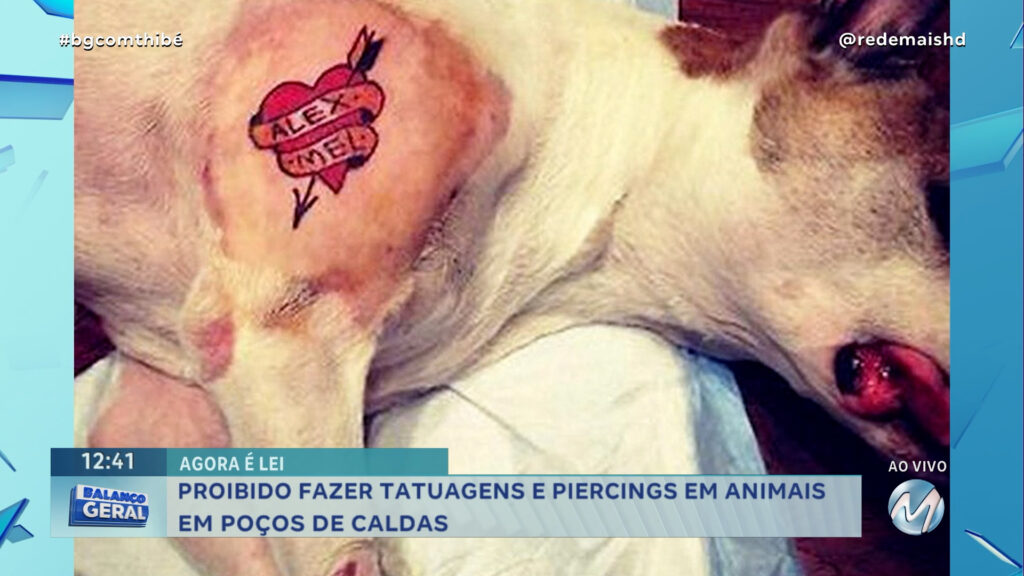 POÇOS DE CALDAS PROÍBE TATUAGENS E PIERCINGS EM ANIMAIS