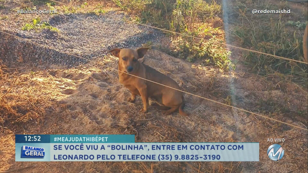 #MEAJUDATHIBÉPET: CACHORRINHA “BOLINHA” SUMIU EM TRÊS CORAÇÕES