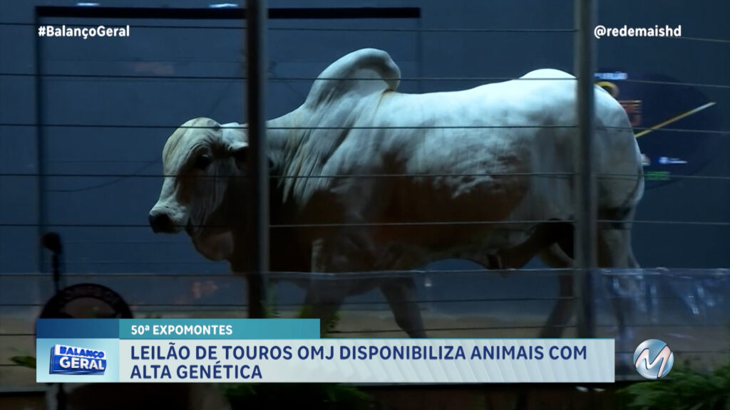 LEILÃO DE TOUROS OMJ DISPONIBILIZA ANIMAIS COM ALTA GENÉTICA