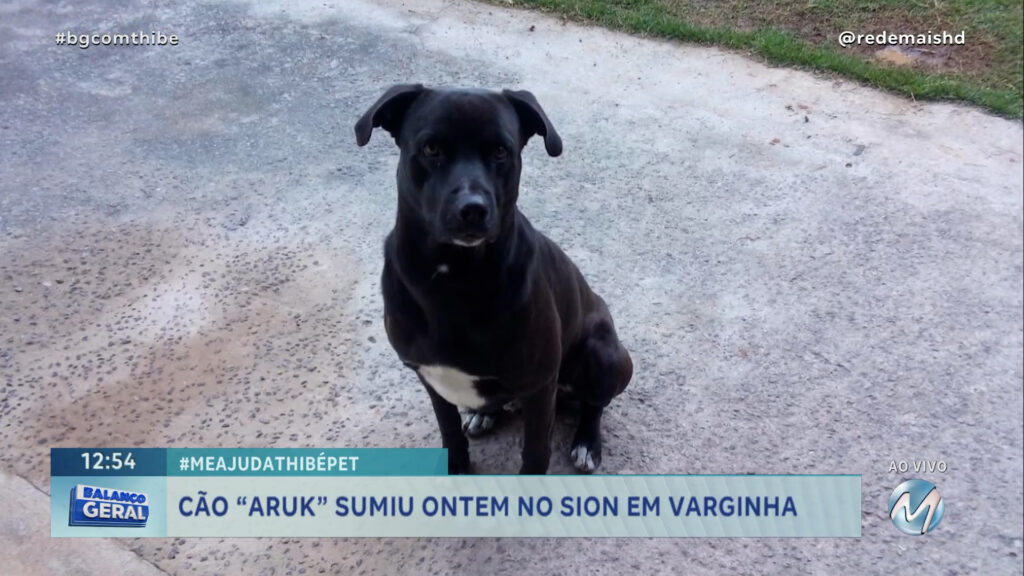 #MEAJUDATHIBÉPET: CÃO “ARUK” SUMIU ONTEM NO SION EM VARGINHA