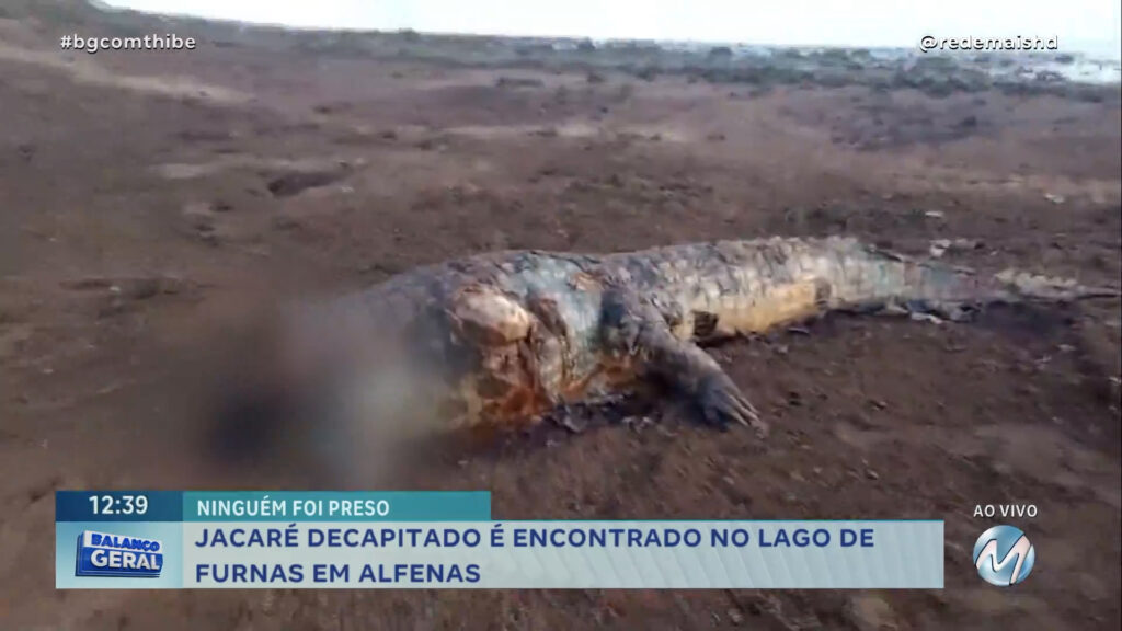 CRIME AMBIENTAL: JACARÉ DECAPITADO É ENCONTRADO NO LAGO DE FURNAS EM ALFENAS