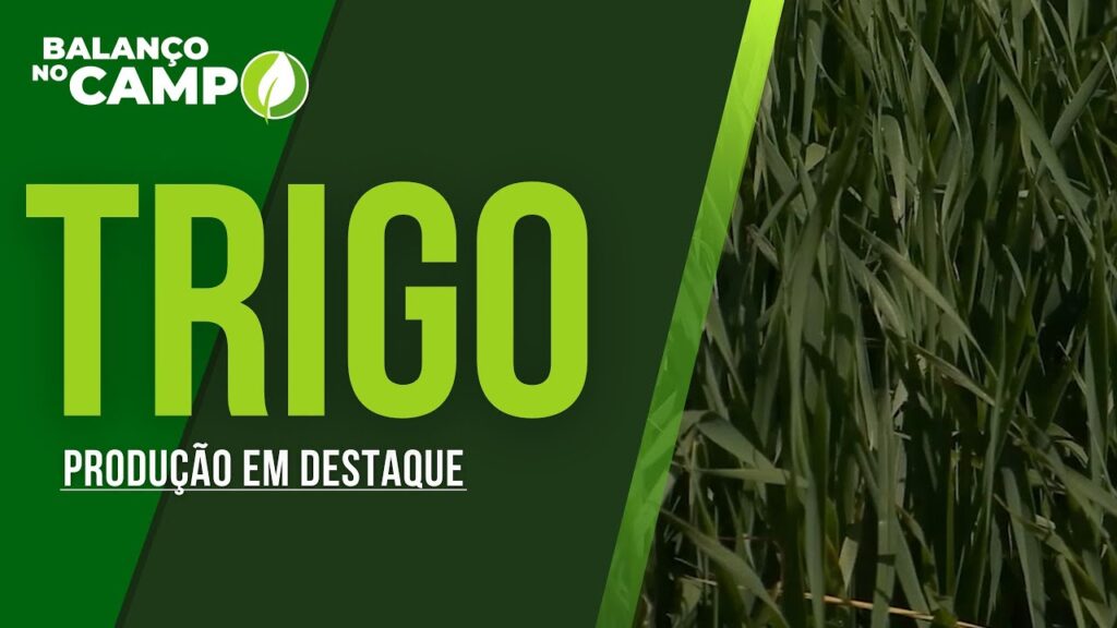 LAVOURAS DE TRIGO SURPREENDEM COM PRODUTOS SYNGENTA E ASSISTÊNCIA COOPAMA