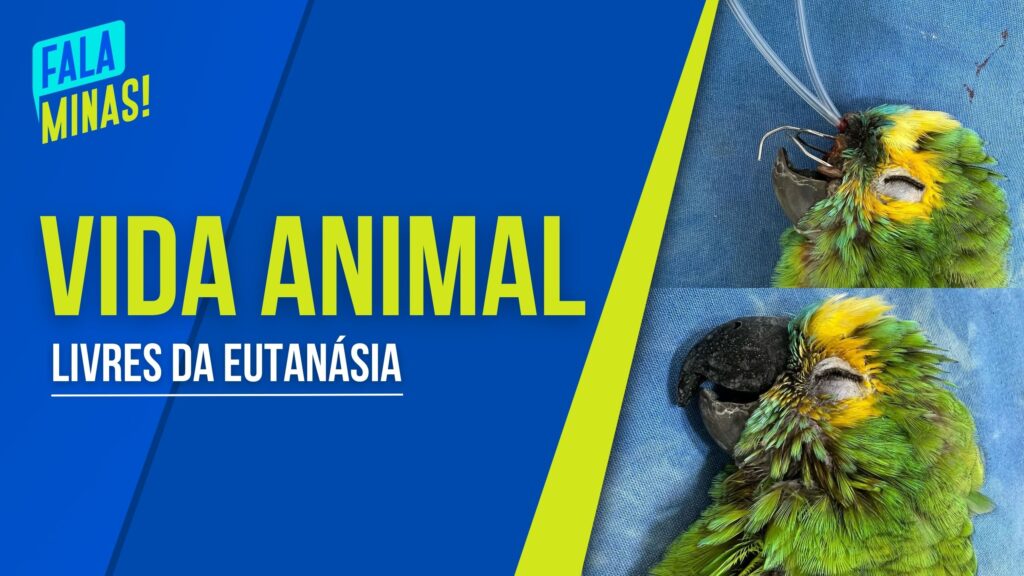 RECOMEÇO: VETERINÁRIA JÁ SALVOU 10 MIL ANIMAIS DA