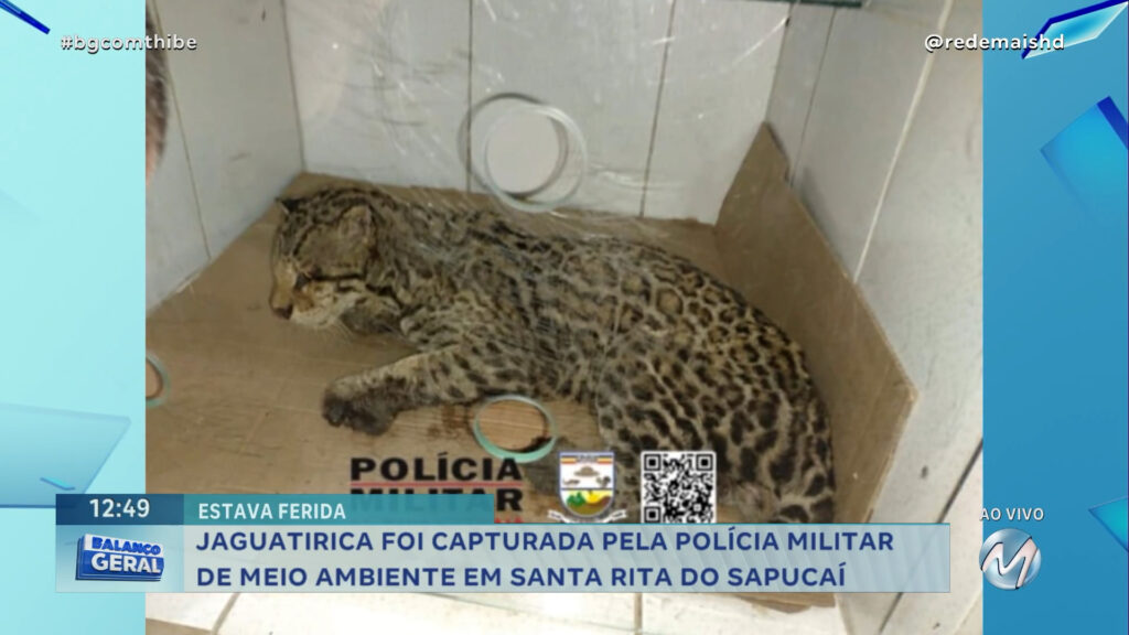 JAGUATIRICA FOI CAPTURADA PELA POLÍCIA MILITAR DE MEIO AMBIENTE EM SANTA RITA DO SAPUCAÍ