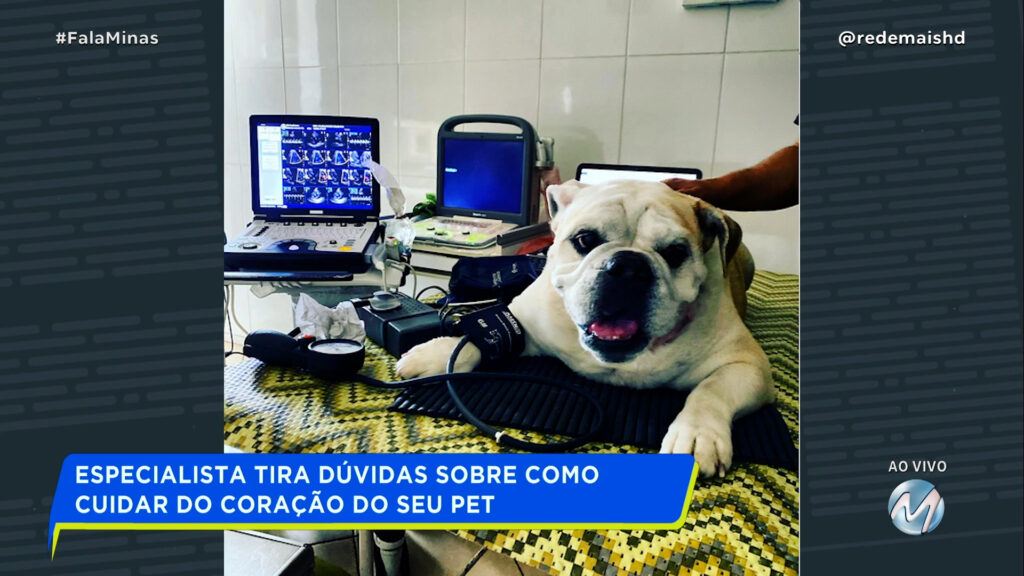 SAÚDE ANIMAL: VOCÊ CUIDA DO CORAÇÃO DO SEU PET?