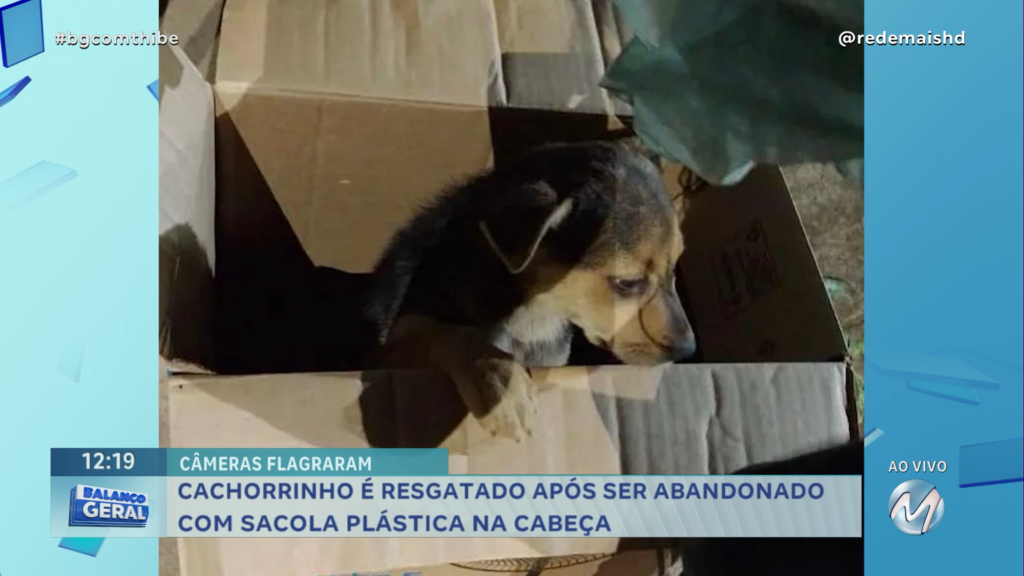 CACHORRINHO É RESGATADO APÓS SER ABANDONADO COM SACOLA PLÁSTICA NA CABEÇA