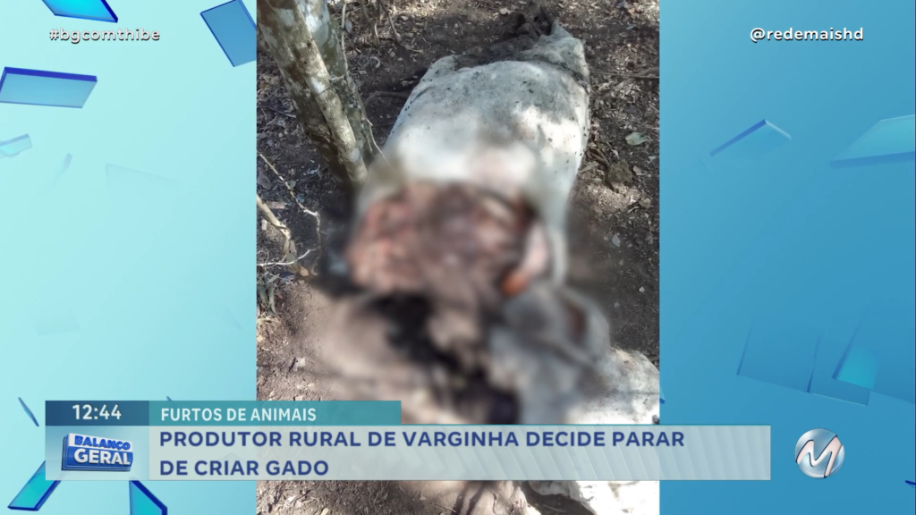 PRODUTOR RURAL DE VARGINHA DECIDE PARAR DE CRIAR GADO APÓS FURTOS