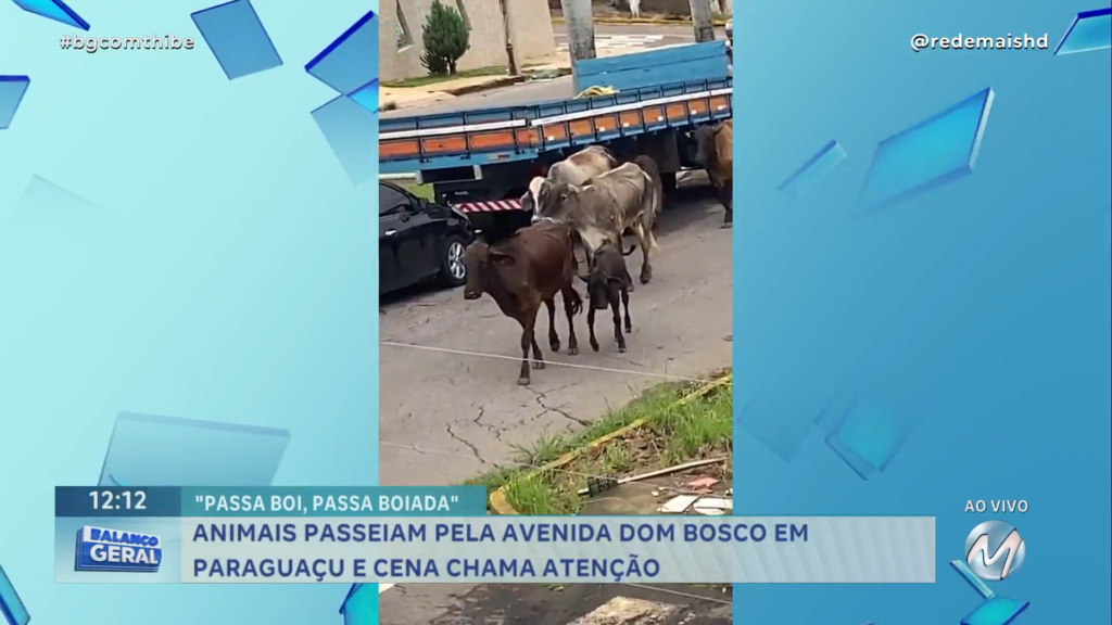 ANIMAIS PASSEIAM POR AVENIDA EM PARAGUAÇU E CENA CHAMA ATENÇÃO