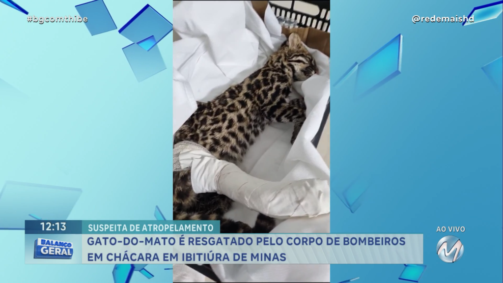 GATO-DO-MATO É RESGATADO EM CHÁCARA DE IBITIÚRA DE MINAS