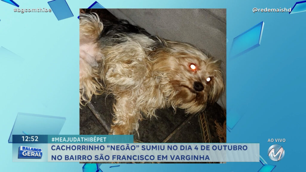 #MEAJUDATHIBÉPET: CACHORRINHA “NINA” SUMIU EM VARGINHA