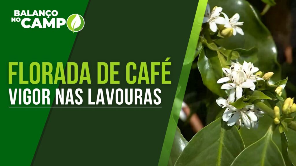 VIGOR EM LAVOURAS DE CAFÉ DO SUL DE MINAS