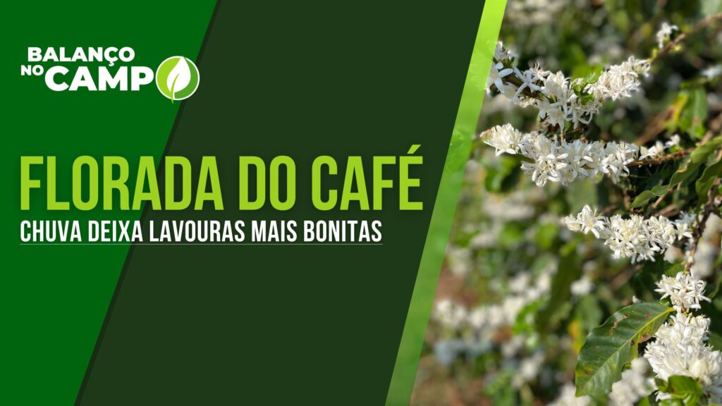 CHUVA DEIXA FLORADA DO CAFÉ MAIS BONITA