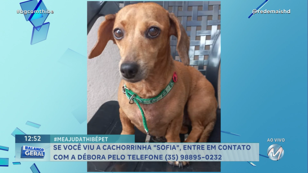 VOCÊ VIU A SOFIA? CACHORRINHA SUMIU EM VARGINHA