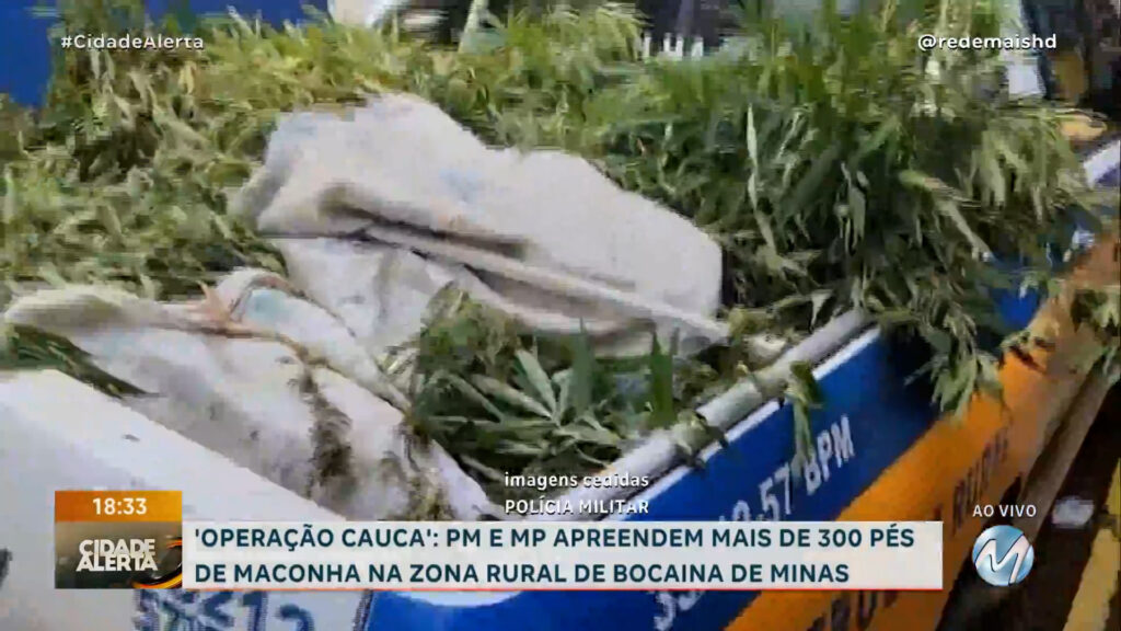 ‘OPERAÇÃO CAUCA’: PM E MP APREENDEM MAIS DE 300 PÉS DE MACONHA NA ZONA RURAL DE BOCAINA DE MINAS