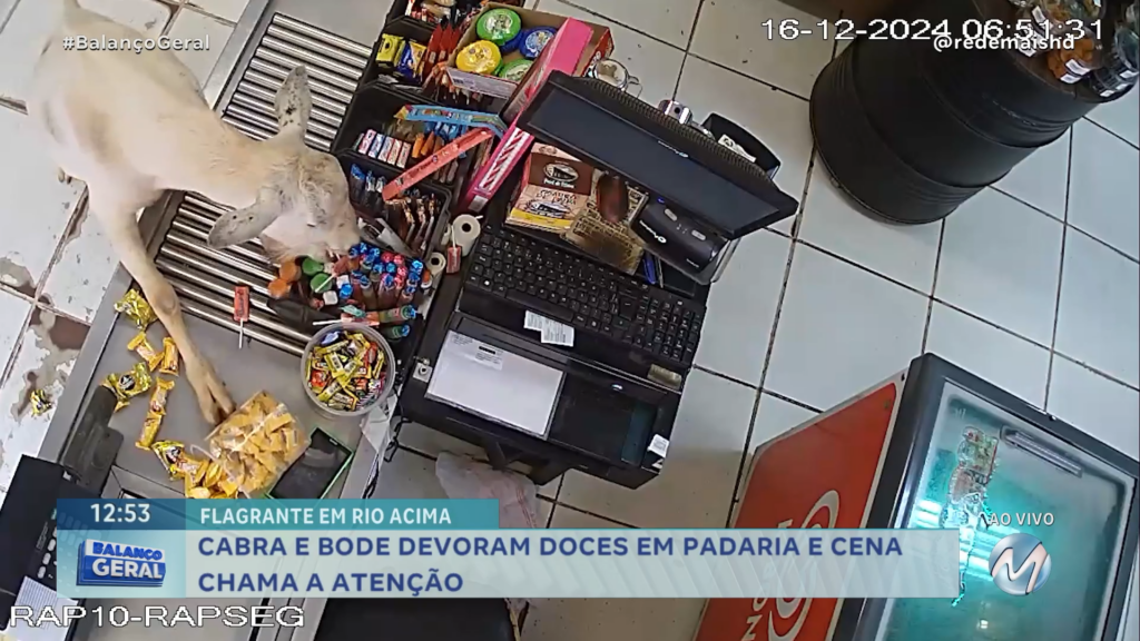 MOMENTO FOFURA: CABRA E BODE DEVORAM DOCES EM PADARIA E CENA CHAMA A ATENÇÃO