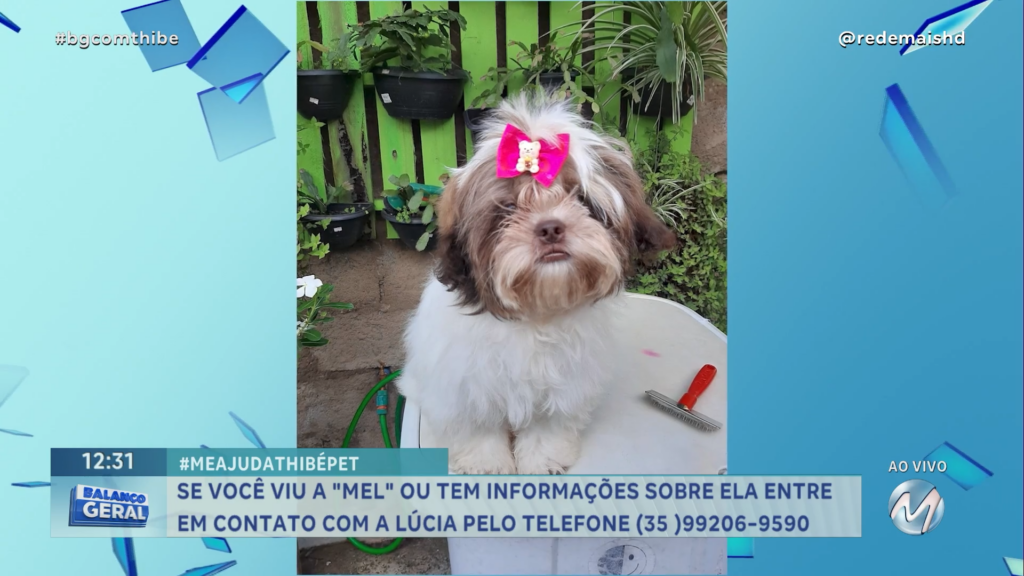 VOCÊ VIU A MEL ? FAMÍLIA PROCURA CACHORRINHA QUE DESAPARECEU EM ELÓI MENDES