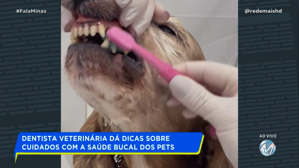 SAÚDE ANIMAL: VOCÊ SABIA QUE SEU PET TAMBÉM PRECISA IR AO DENTISTA?