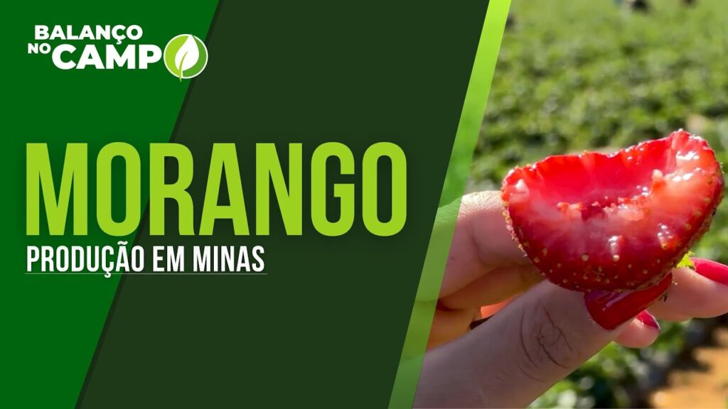 PRODUTORES DE MORANGO SE REÚNEM EM EVENTO DO SICOOB CREDIVAR