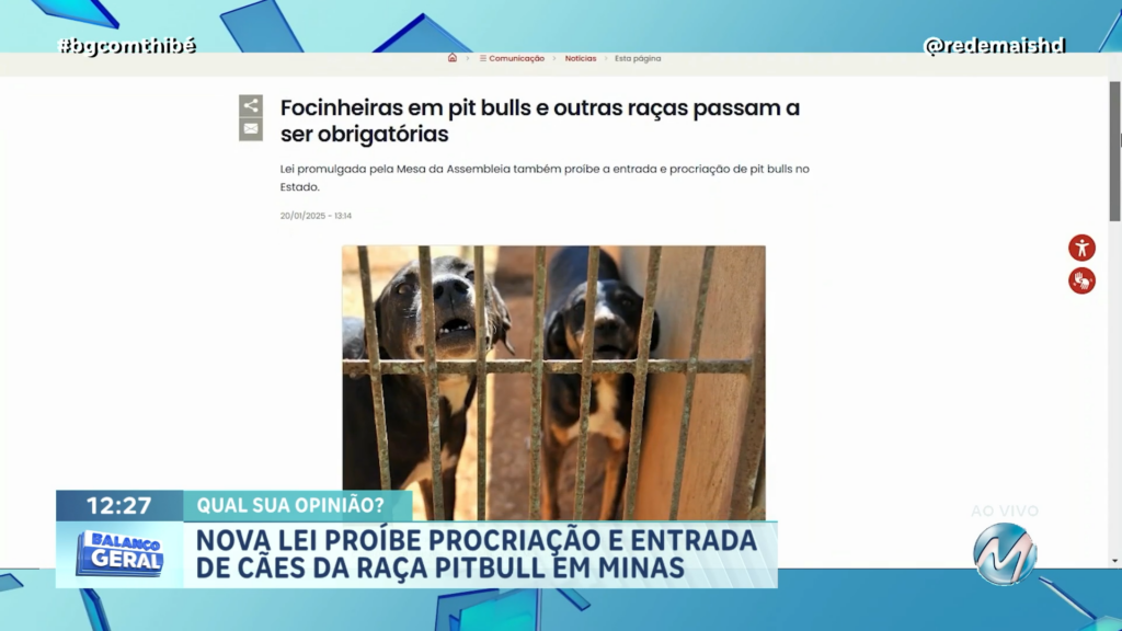 NOVA LEI PROÍBE PROCRIAÇÃO E ENTRADA DE CÃES DA RAÇA PITBULL EM MG