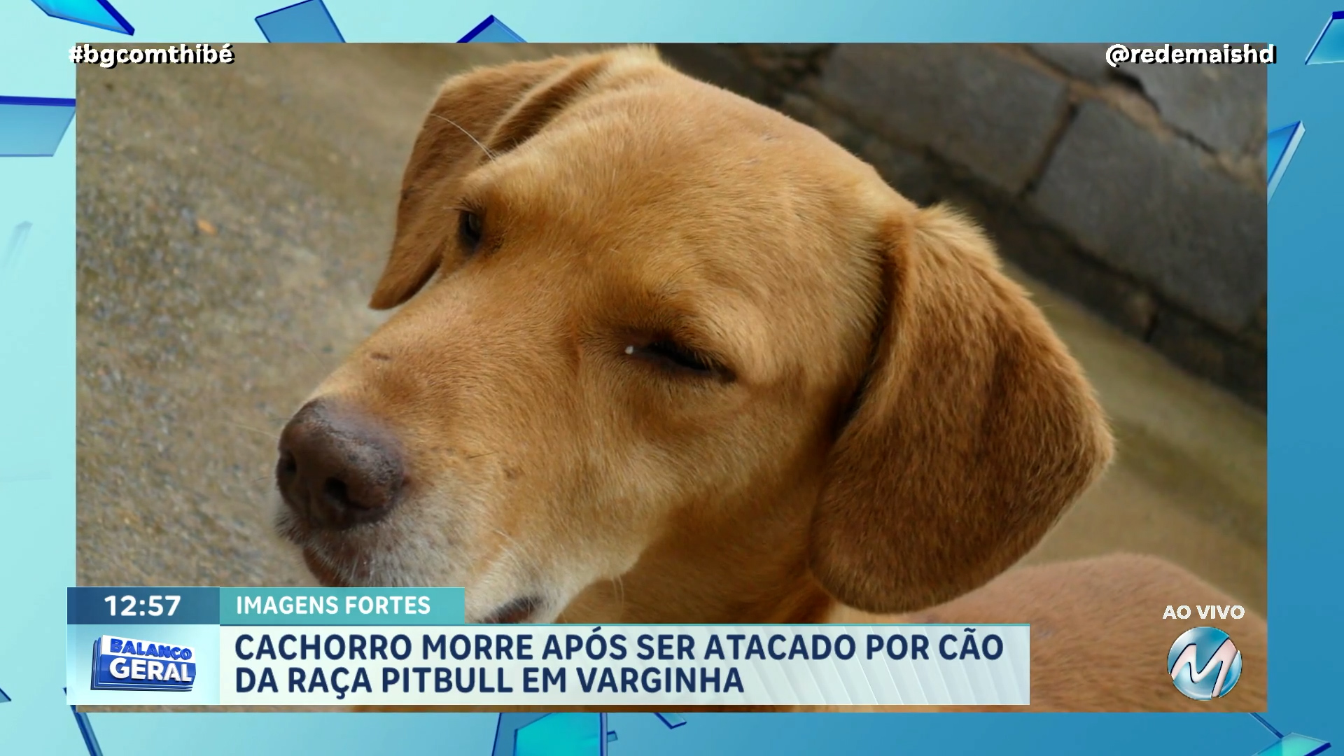 CACHORRO MORRE APÓS SER ATACADO POR CÃO DA RAÇA PITBULL EM VARGINHA