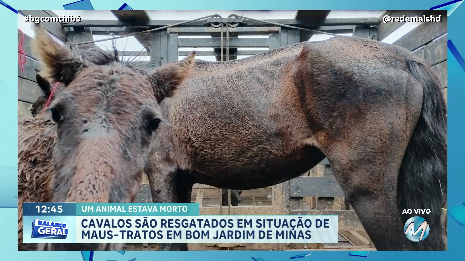 CAVALOS SÃO RESGATADOS EM SITUAÇÃO DE MAUS-TRATOS EM BOM JARDIM DE MINAS