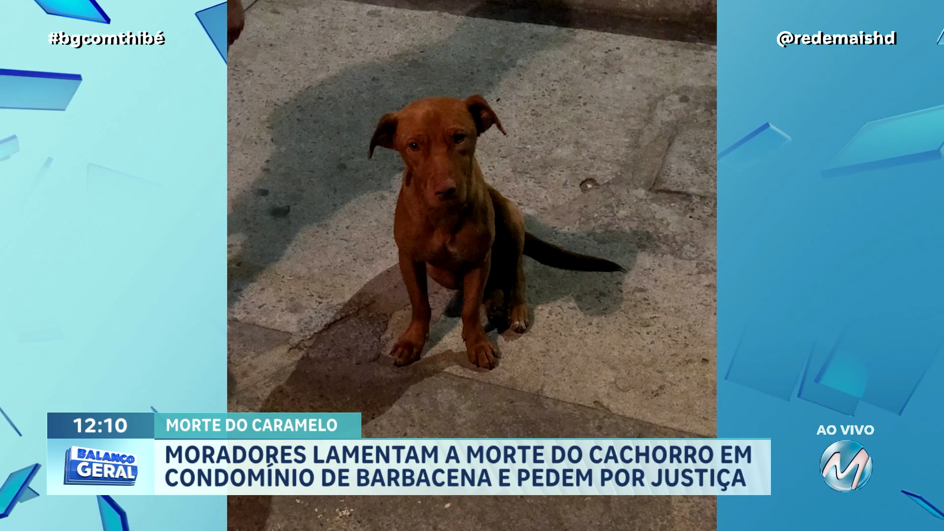CASO CARAMELO: MORADORES LAMENTAM A MORTE DE CACHORRINHO E PEDEM JUSTIÇA