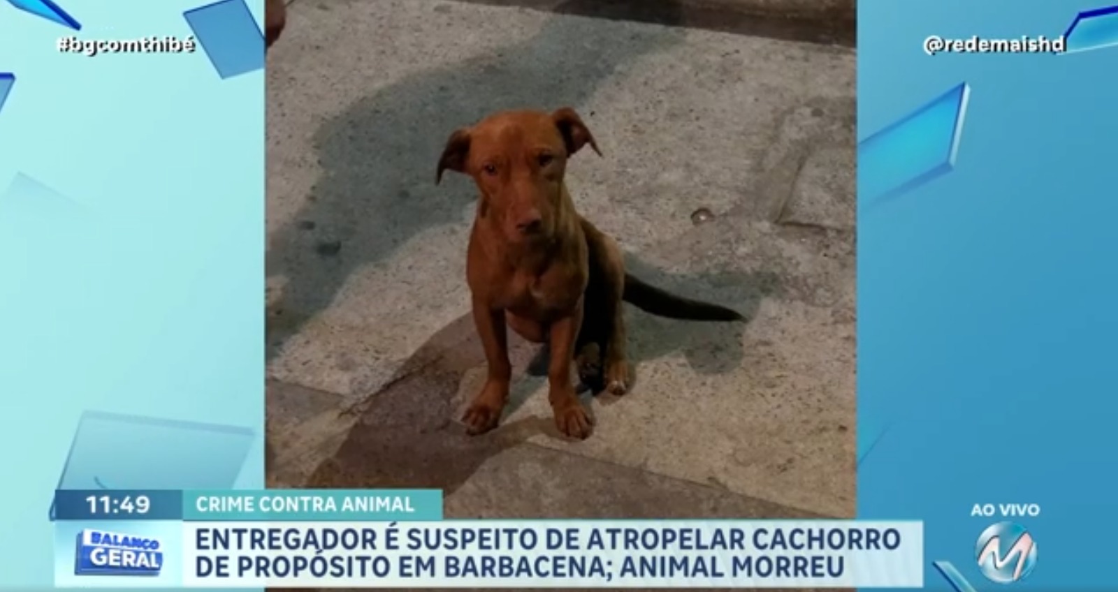 CRUELDADE: CARAMELO É ATROPELADO DE PROPÓSITO EM BARBACENA