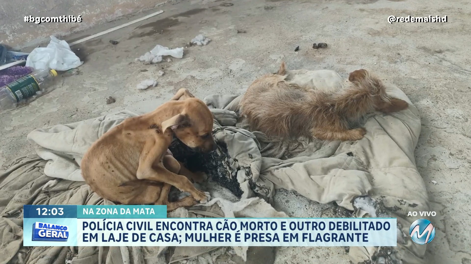 POLÍCIA CIVIL PRENDE MULHER EM FLAGRANTE APÓS ENCONTRAR CÃO MORTO E OUTRO DEBILITADO EM LAJE